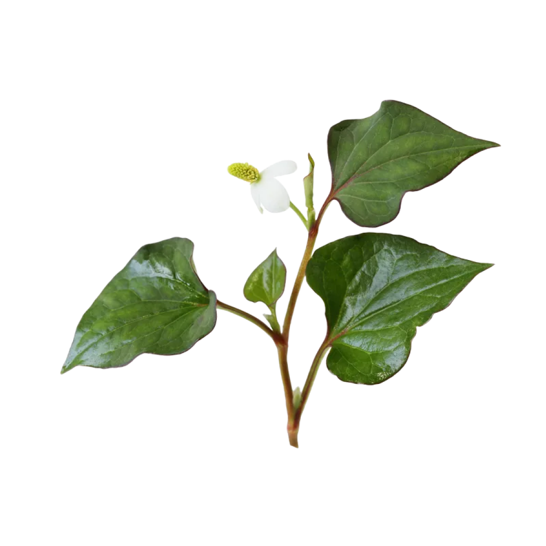 Экстракт хауттюйнии